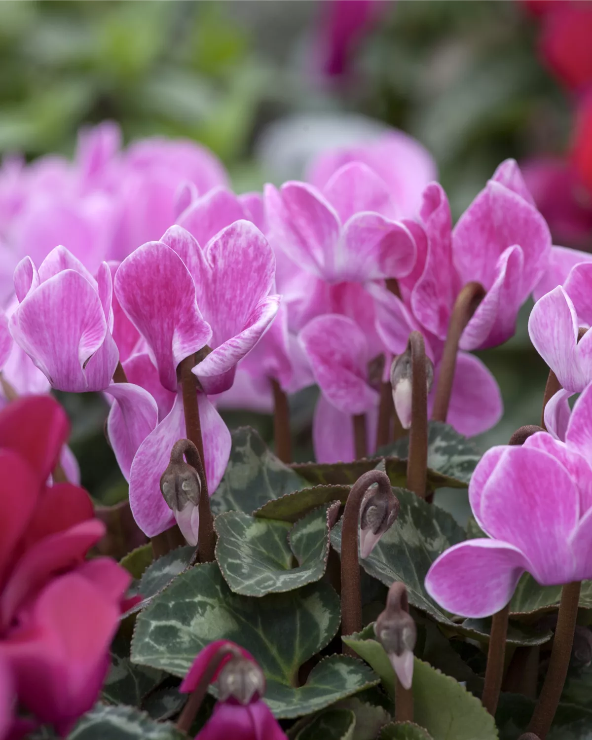 Cyclamen persicum, ZimmerAlpenveilchen Garten und Ambiente