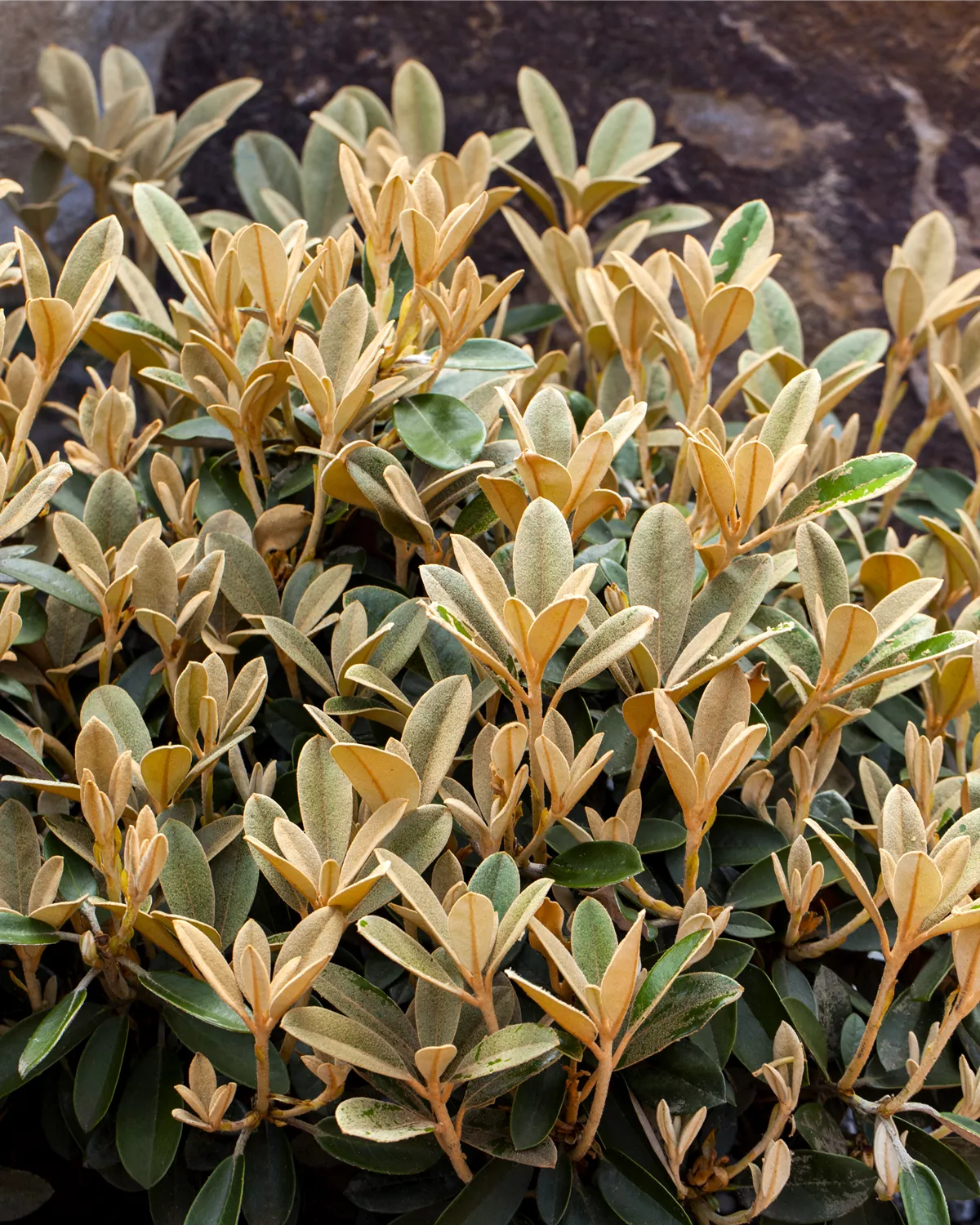 Rhododendron Hybride (kleinblumig), Rhododendron Garten und Ambiente