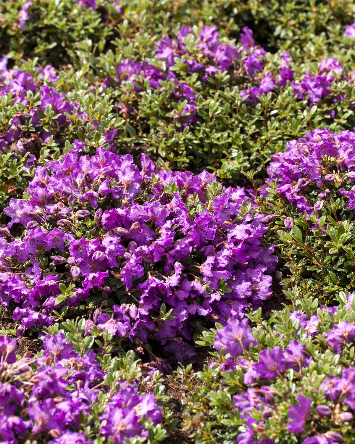 Rhododendron Hybride (kleinblumig), Rhododendron Garten und Ambiente