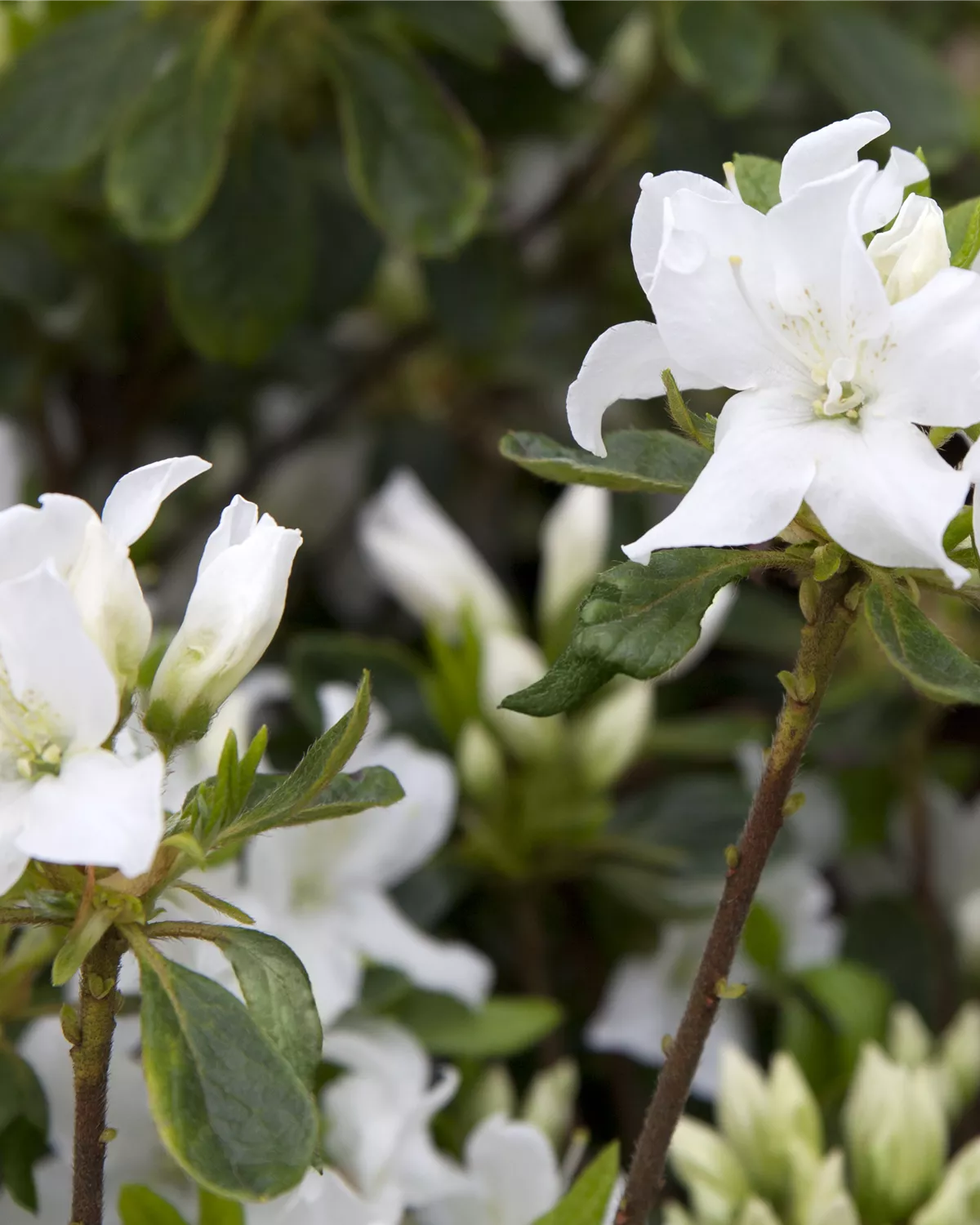 Rhododendron Hybride (kleinblumig), Rhododendron Garten und Ambiente