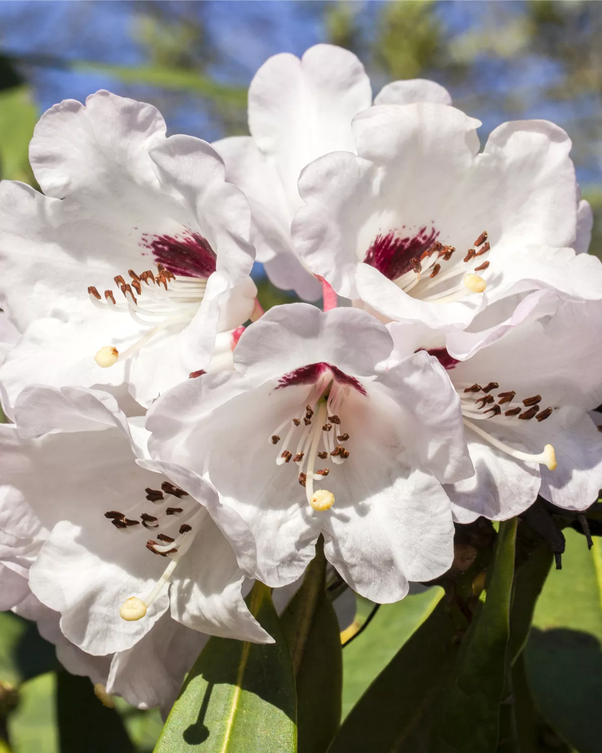 Rhododendron Hybride (kleinblumig), Rhododendron Garten und Ambiente