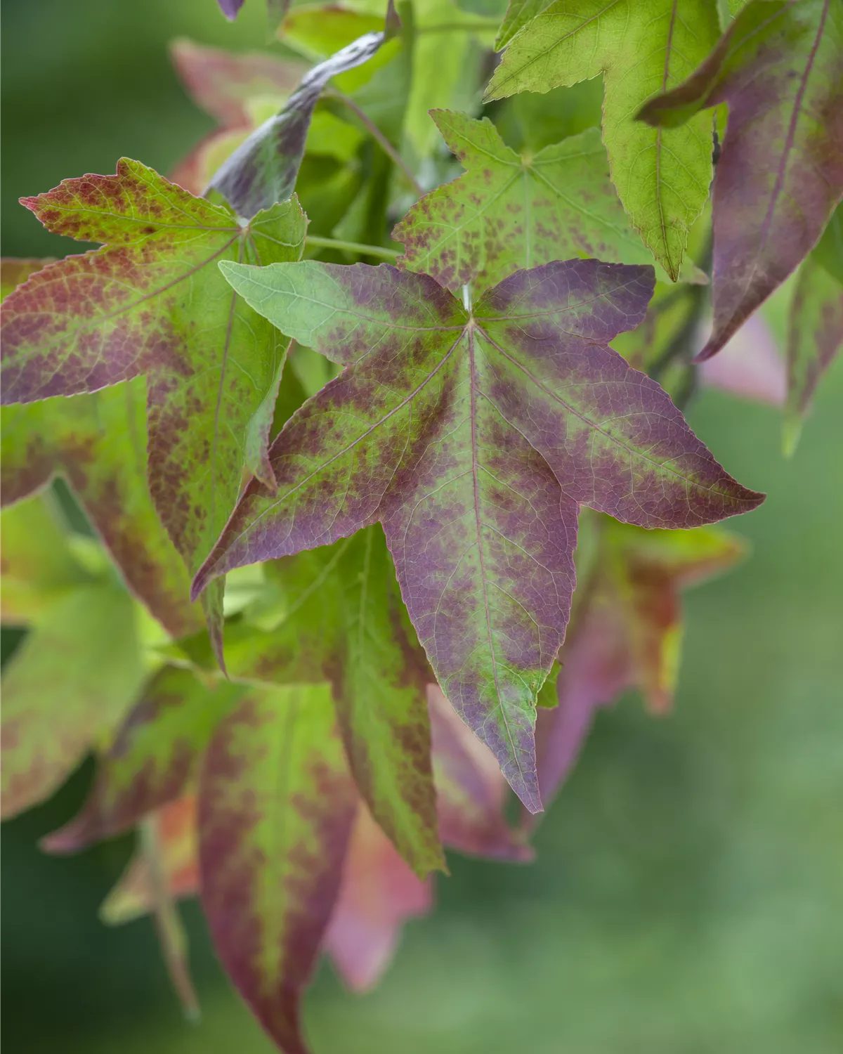 Liquidambar styraciflua, Amerikanischer Amberbaum Garten und Ambiente