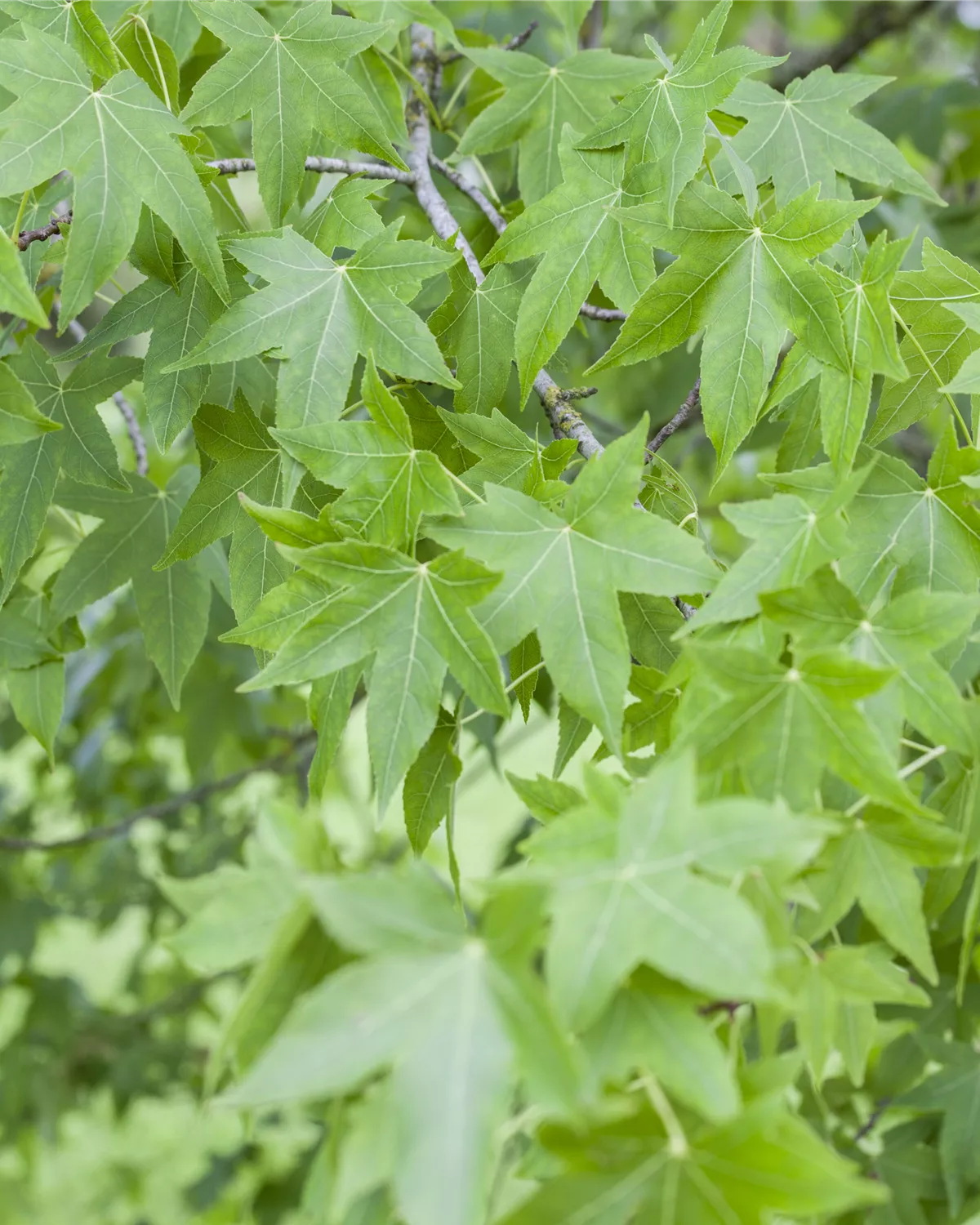 Liquidambar styraciflua, Amerikanischer Amberbaum Garten und Ambiente