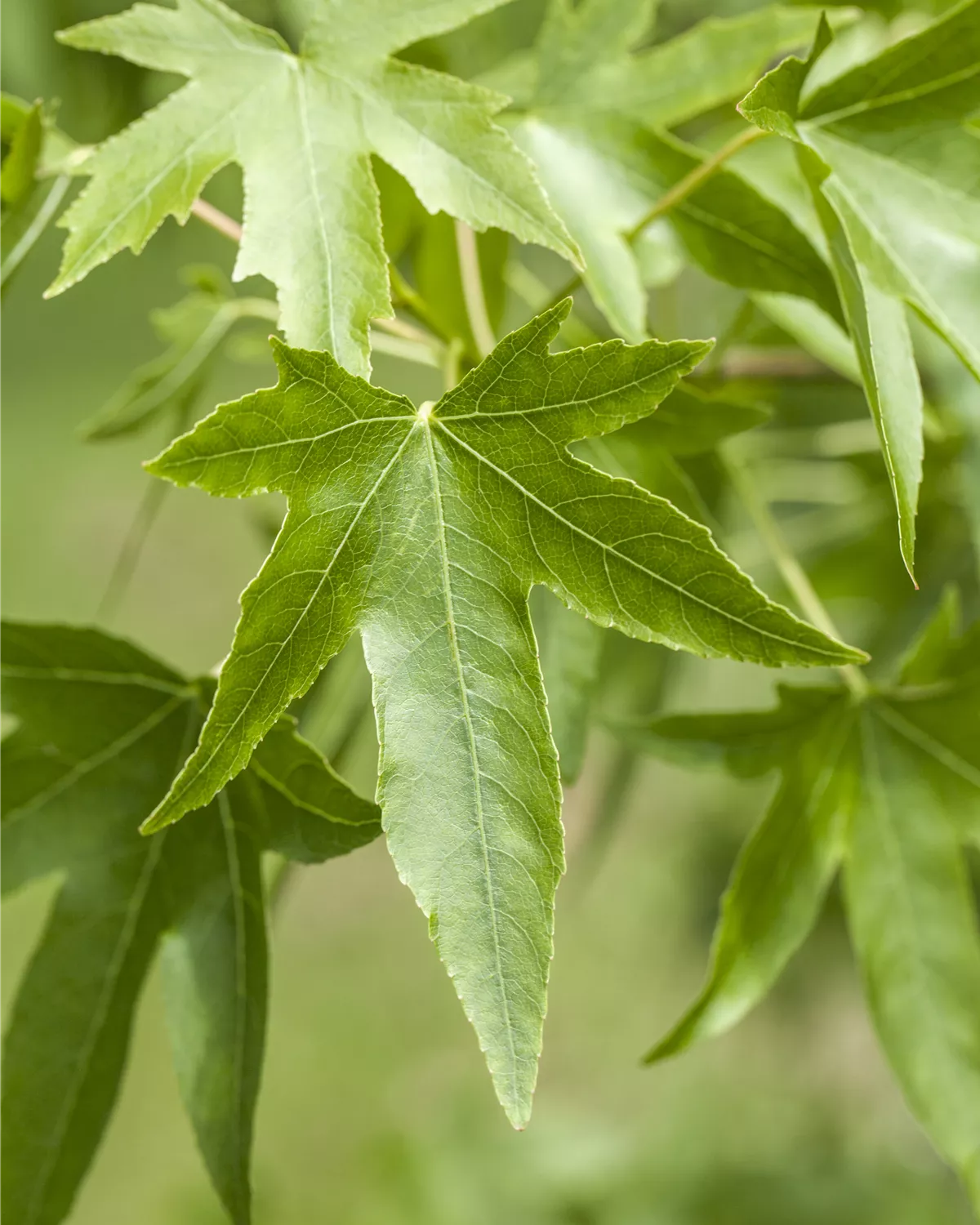 Liquidambar styraciflua, Amerikanischer Amberbaum Garten und Ambiente