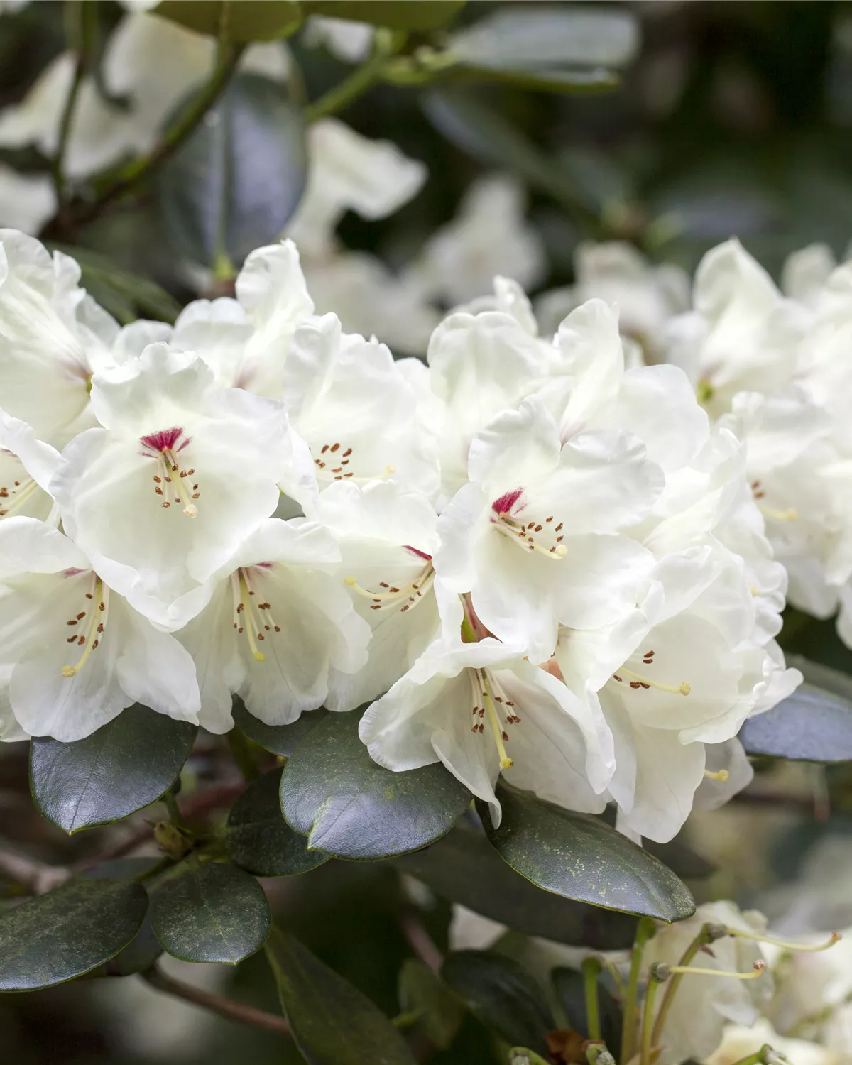 Rhododendron Hybride (großblumig), Großblumige Rhododendron Garten