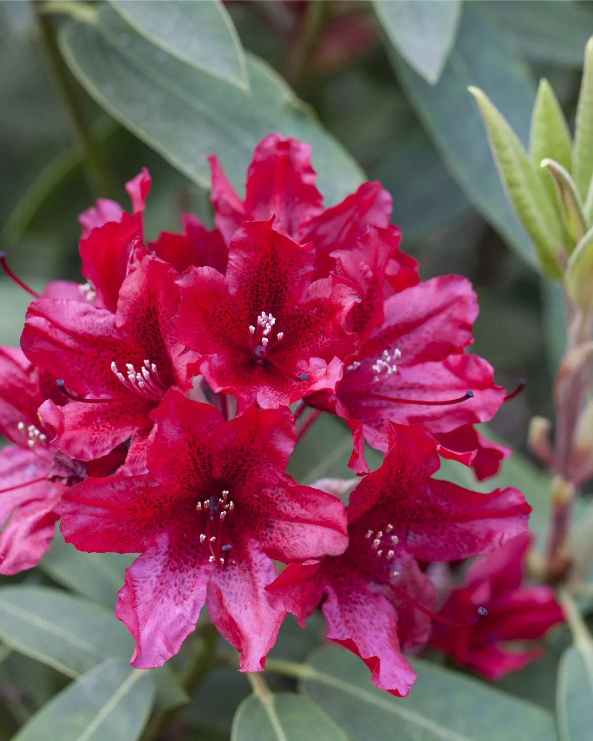 Rhododendron Hybride (großblumig), Großblumige Rhododendron Garten