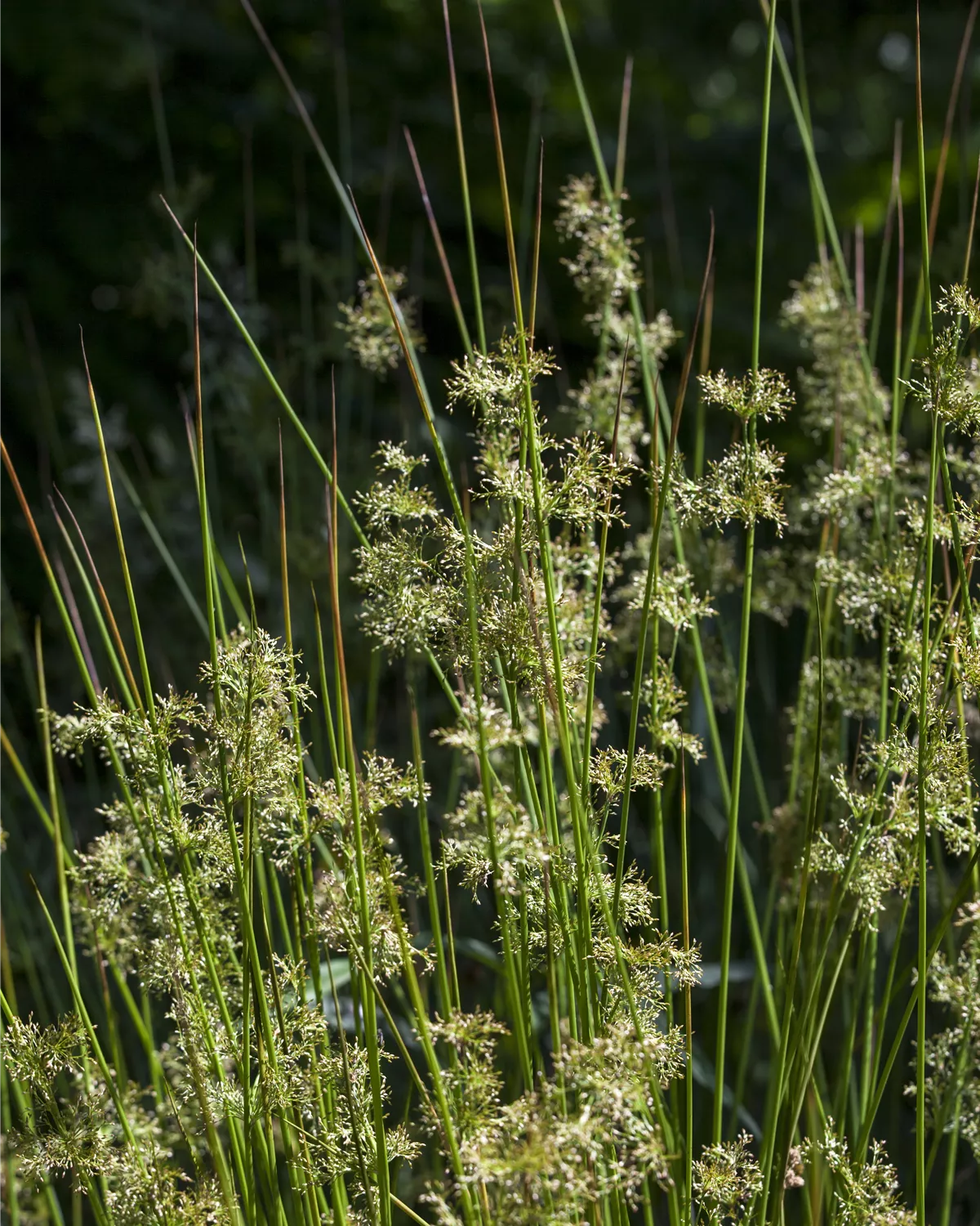 Juncus effusus, Flatter-Binse - Garten und Ambiente