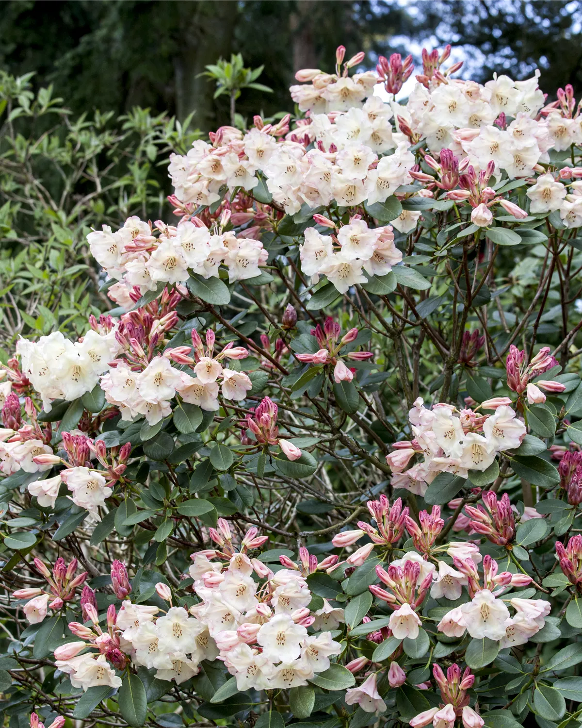 Rhododendron Hybride (kleinblumig), Rhododendron Garten und Ambiente