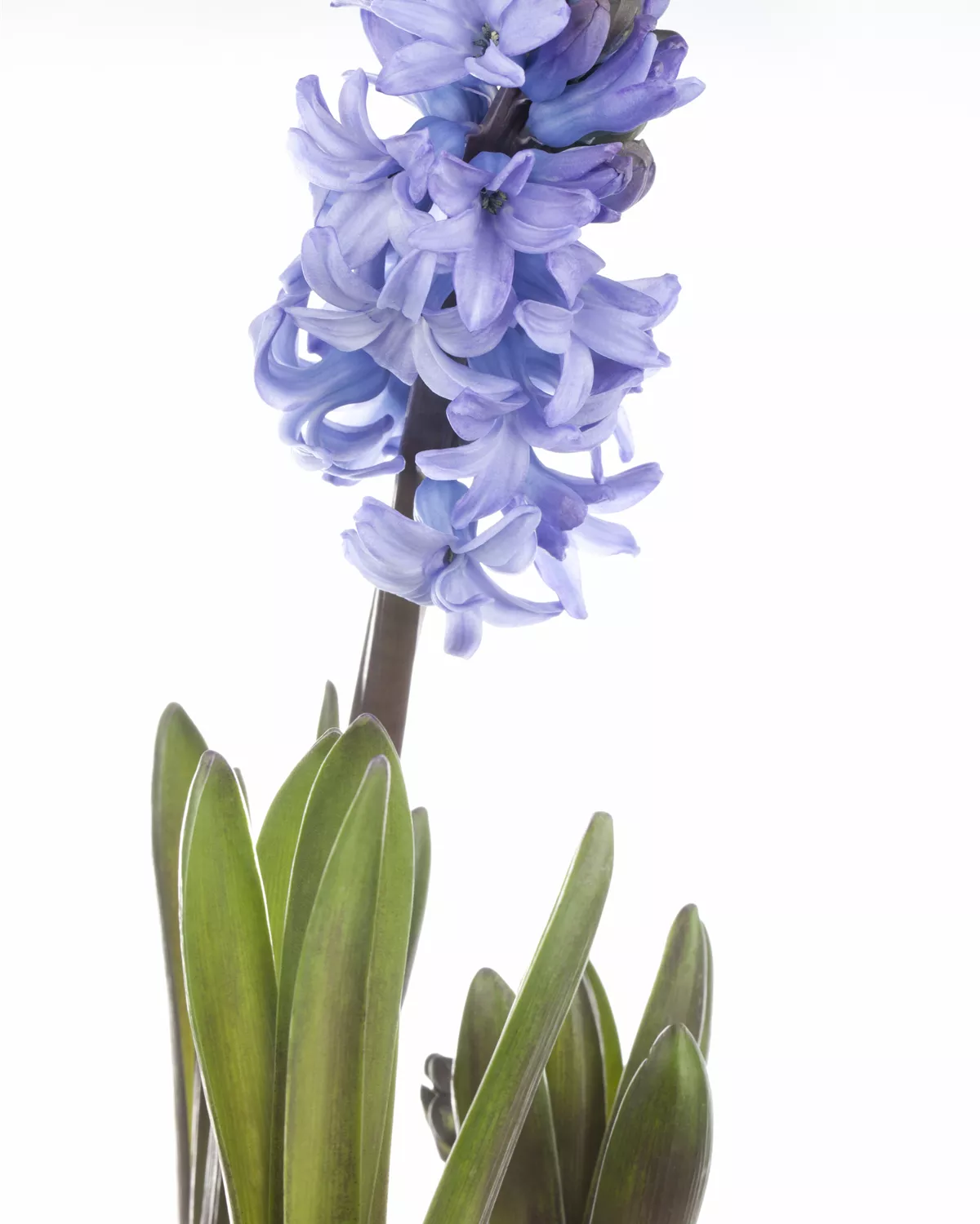 Hyacinthus orientalis, GartenHyazinthe Garten und Ambiente