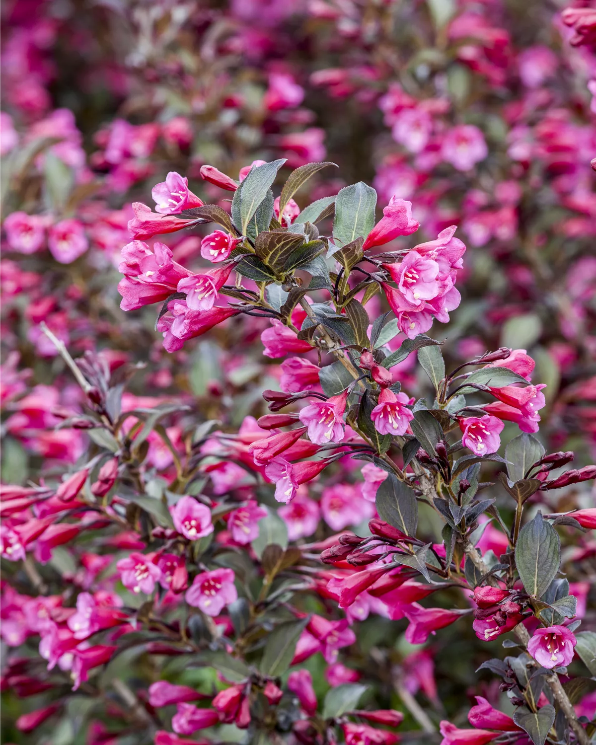 Weigela florida, Rosa Weigelie Garten und Ambiente