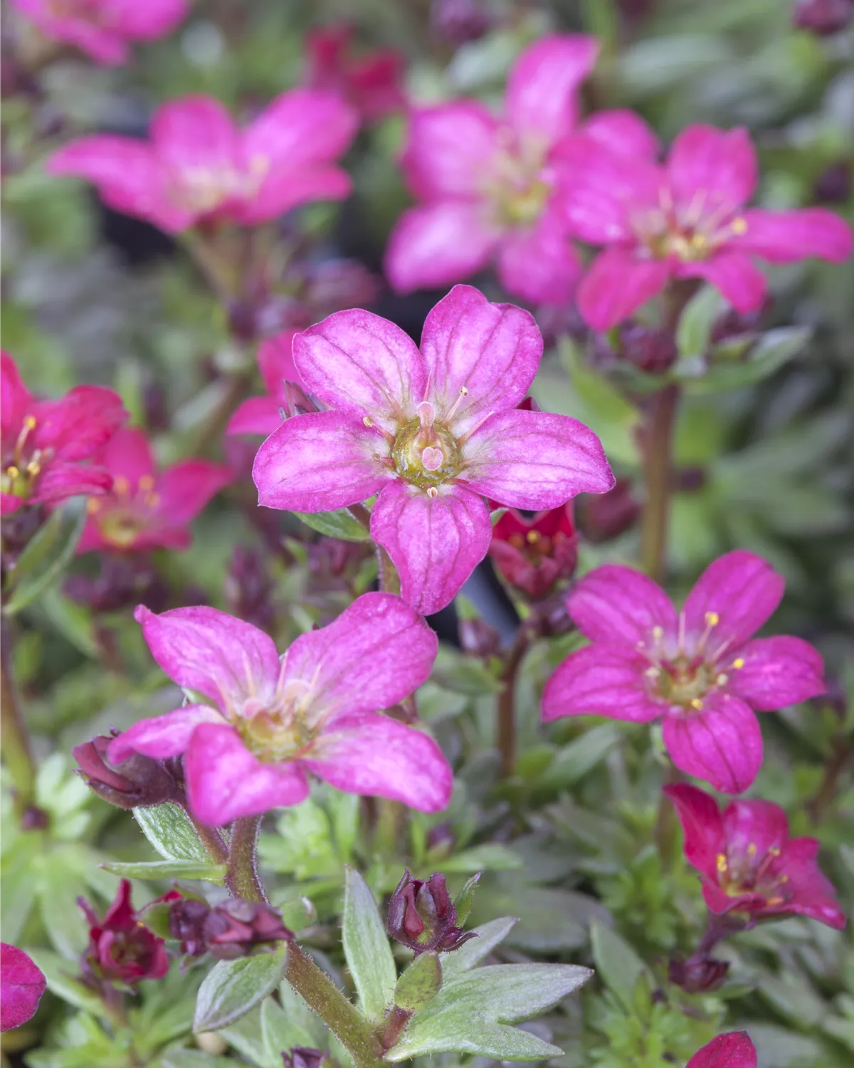 Saxifraga x arendsii, GartenMoosSteinbrech Garten und Ambiente