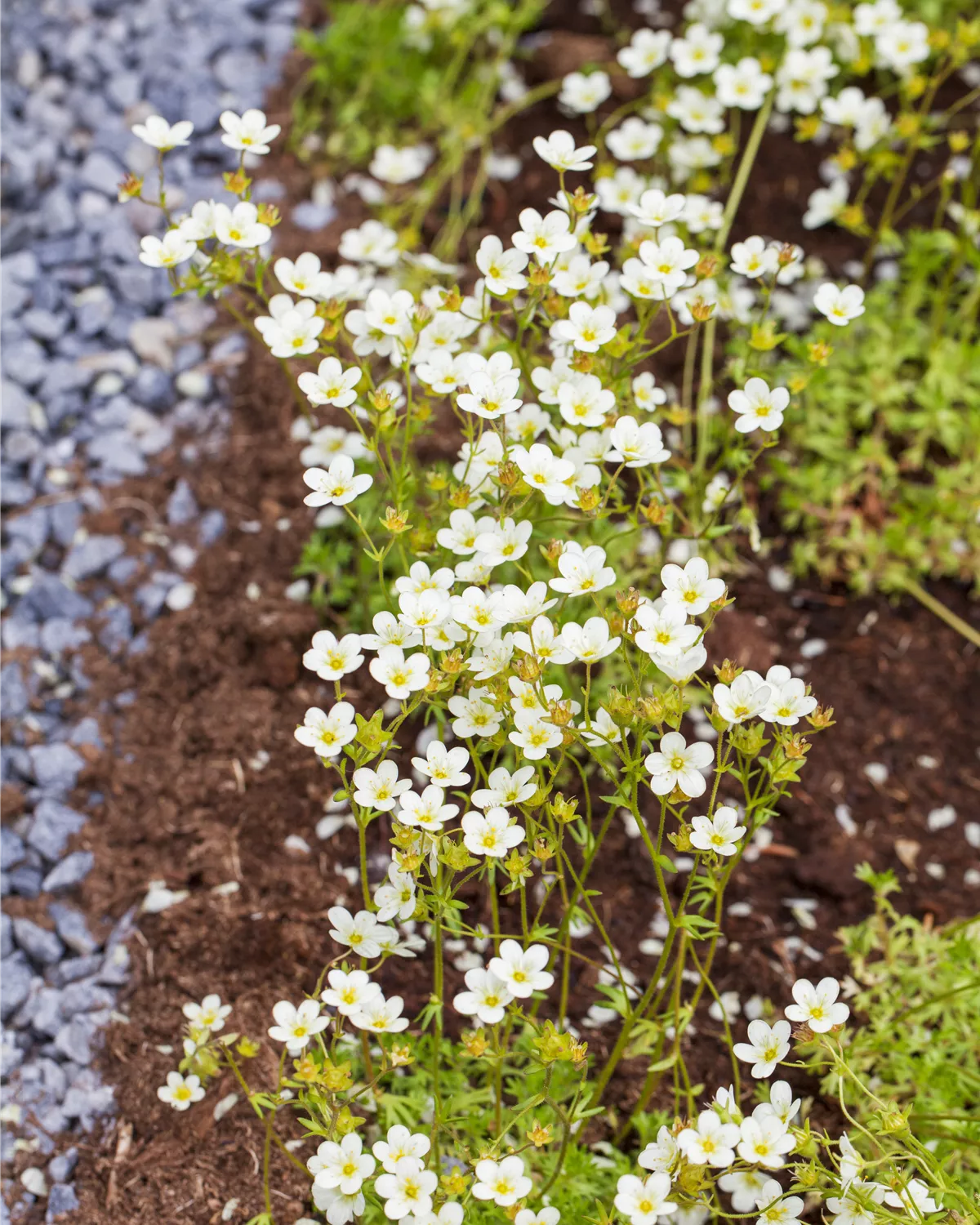 Saxifraga x arendsii, GartenMoosSteinbrech Garten und Ambiente