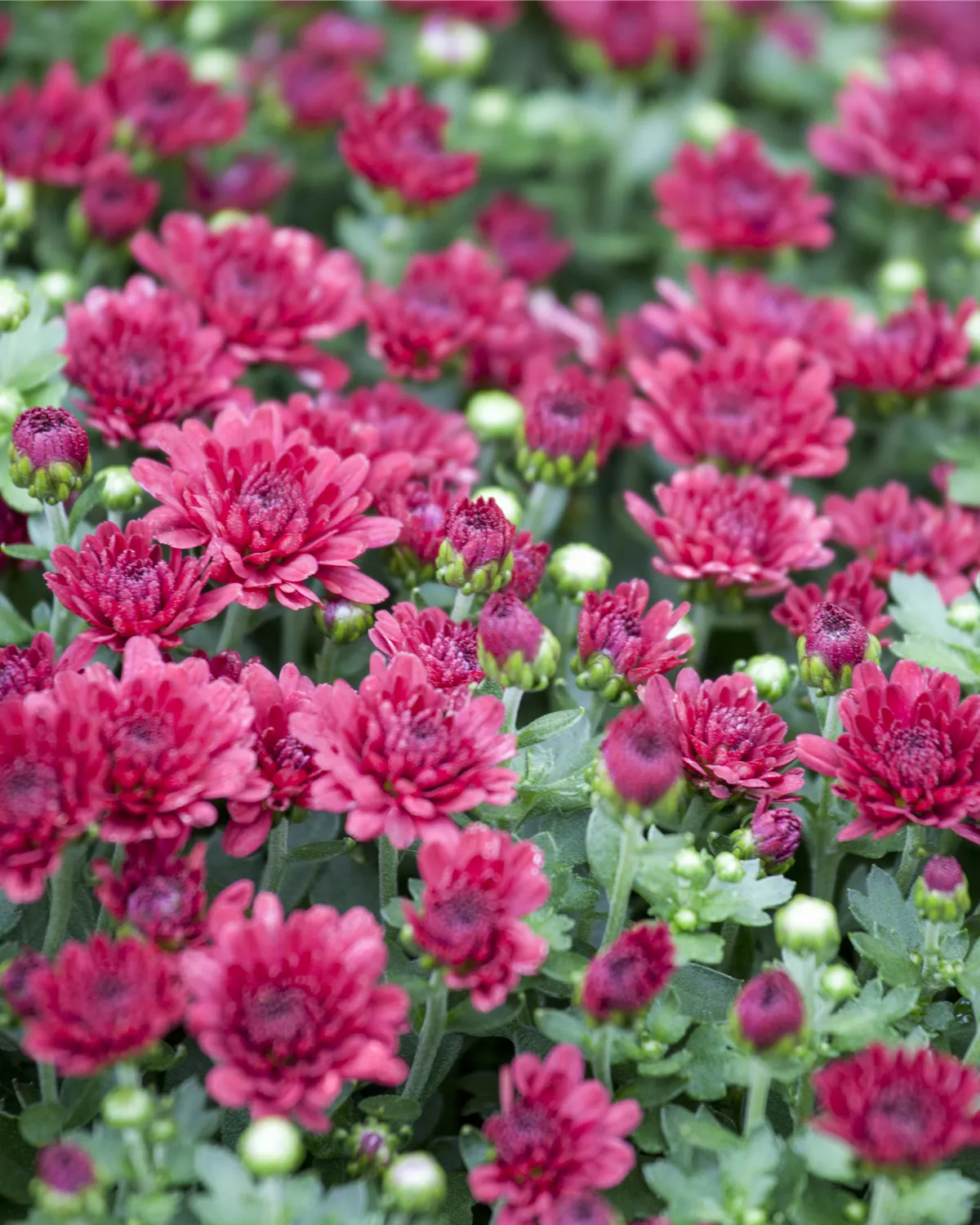 Chrysanthemum indicum, HerbstChrysantheme Garten und Ambiente