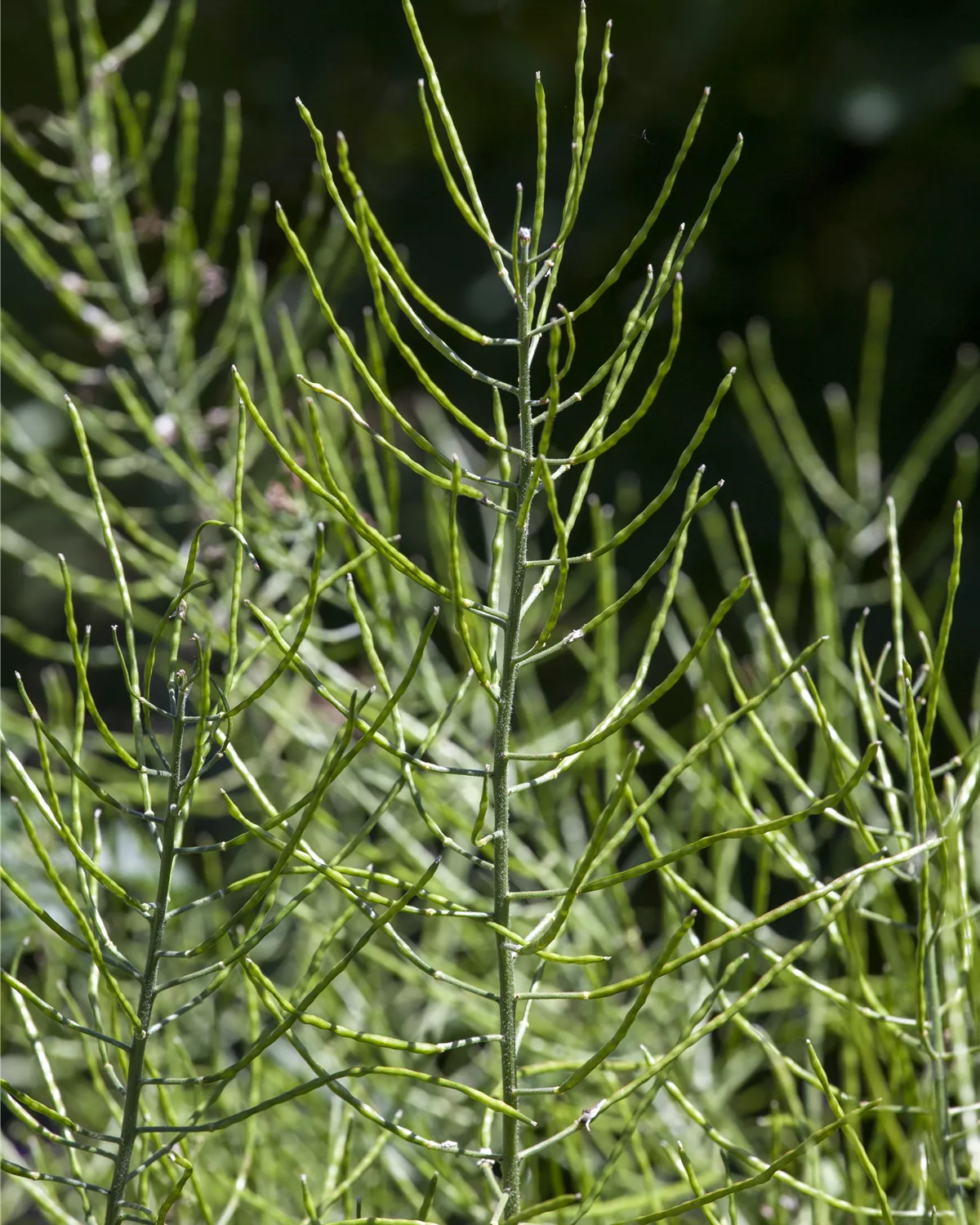 Equisetum, Schachtelhalm Garten und Ambiente