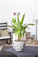 Cambria, CambriaOrchidee Garten und Ambiente
