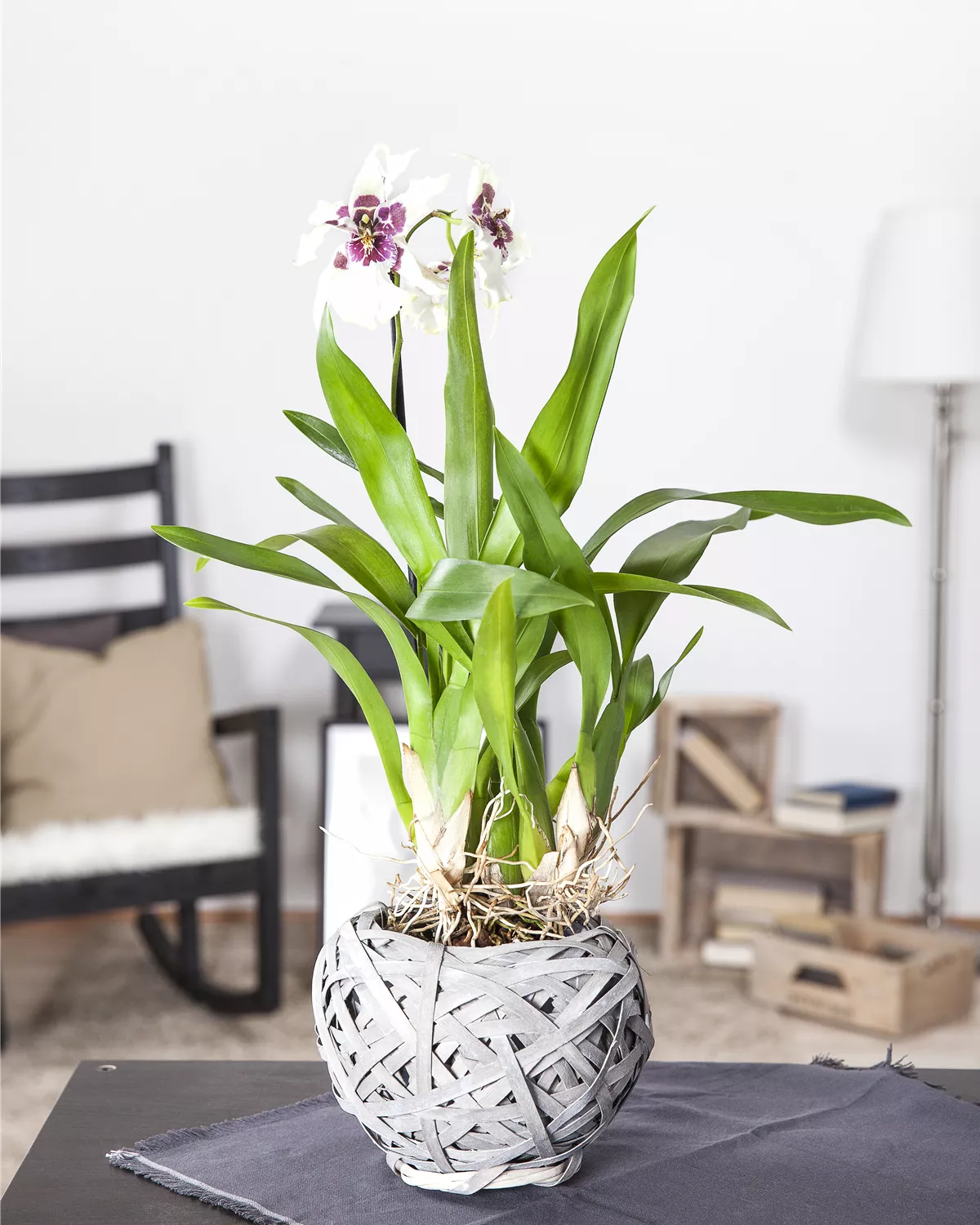 Cambria, CambriaOrchidee Garten und Ambiente