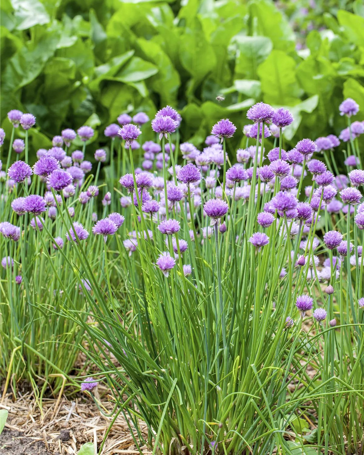 Allium schoenoprasum, Schnittlauch Garten und Ambiente