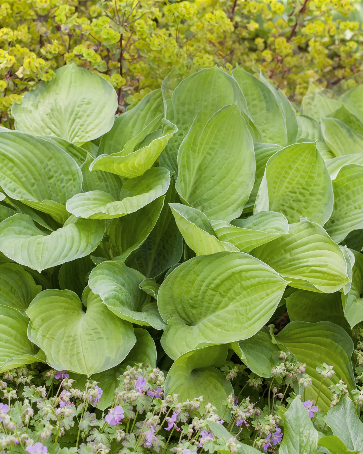 Hosta x fortunei, GartenFunkie Garten und Ambiente