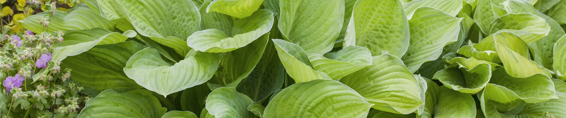 Hosta x fortunei, GartenFunkie Garten und Ambiente