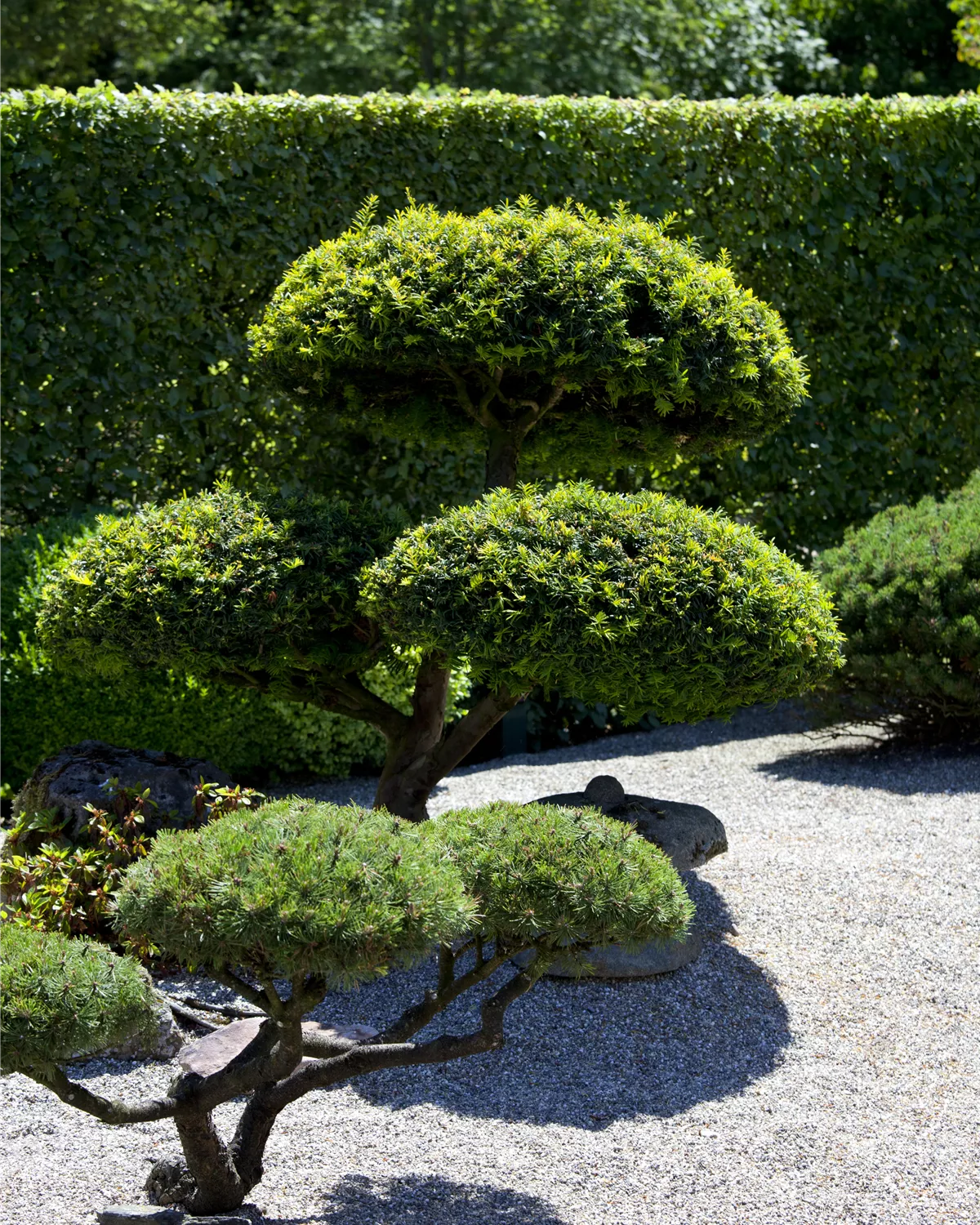 Pinus mugo, BergKiefer Garten und Ambiente