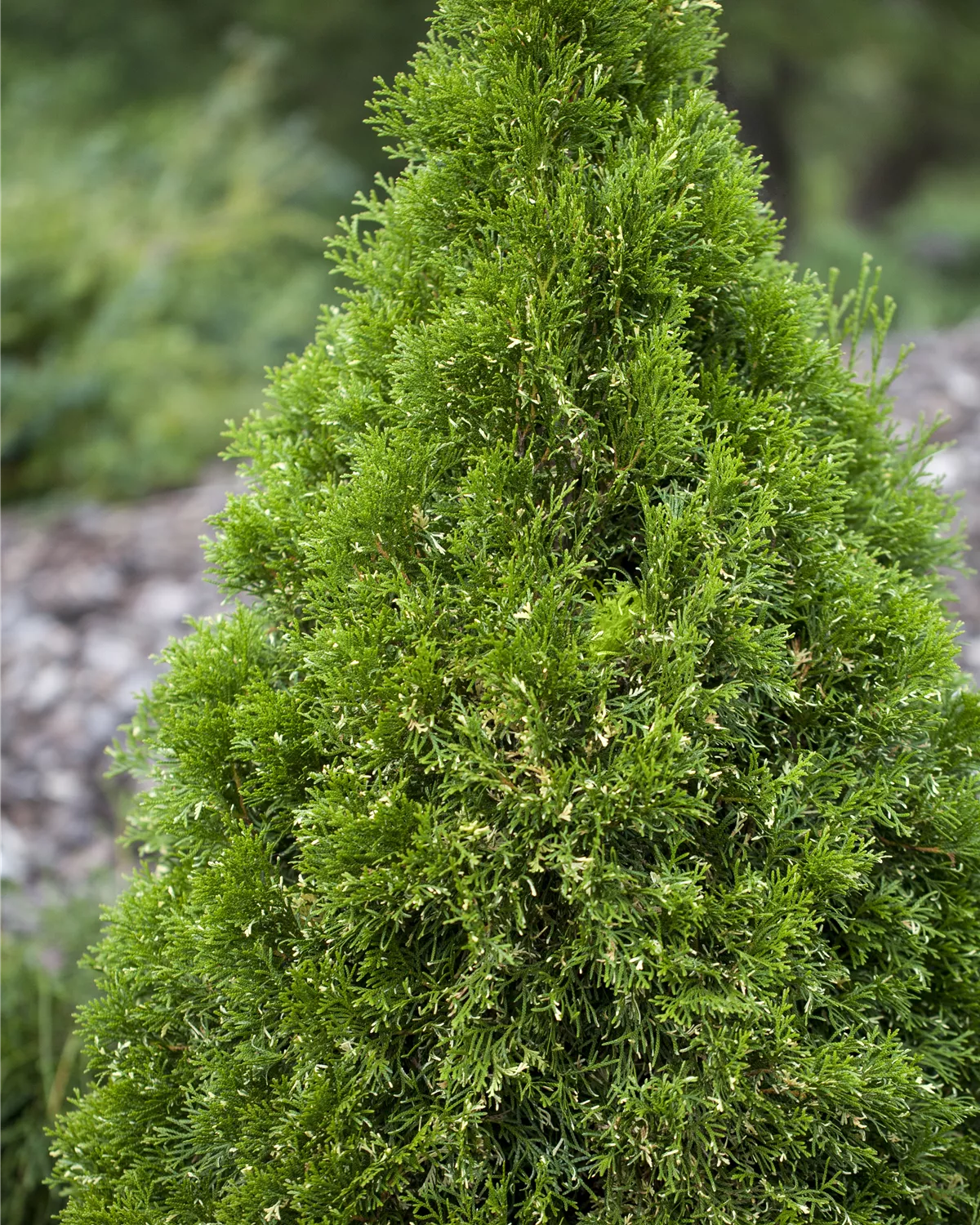 Thuja occidentalis, Abendländischer Lebensbaum Garten und Ambiente
