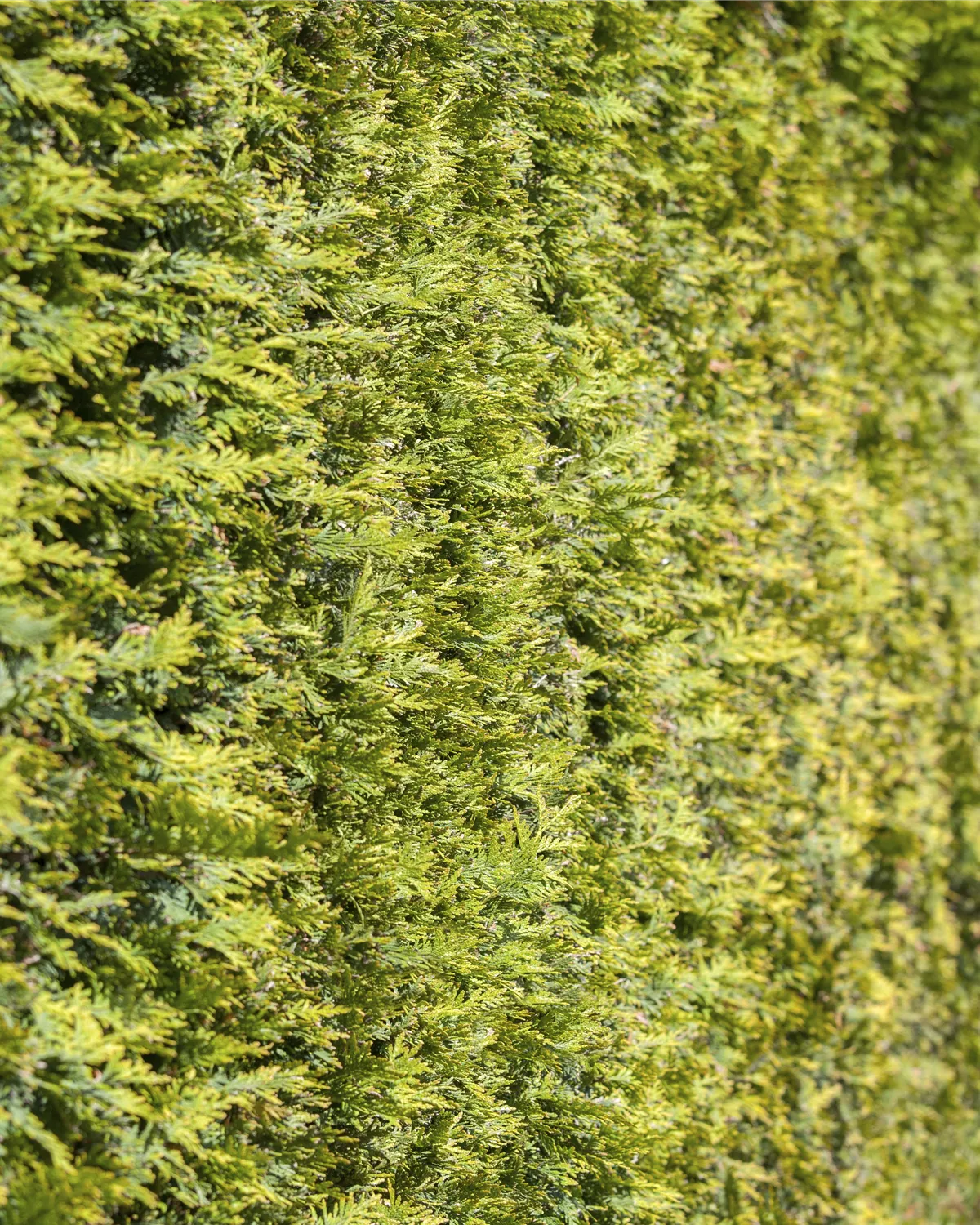 Thuja occidentalis, Abendländischer Lebensbaum Garten und Ambiente