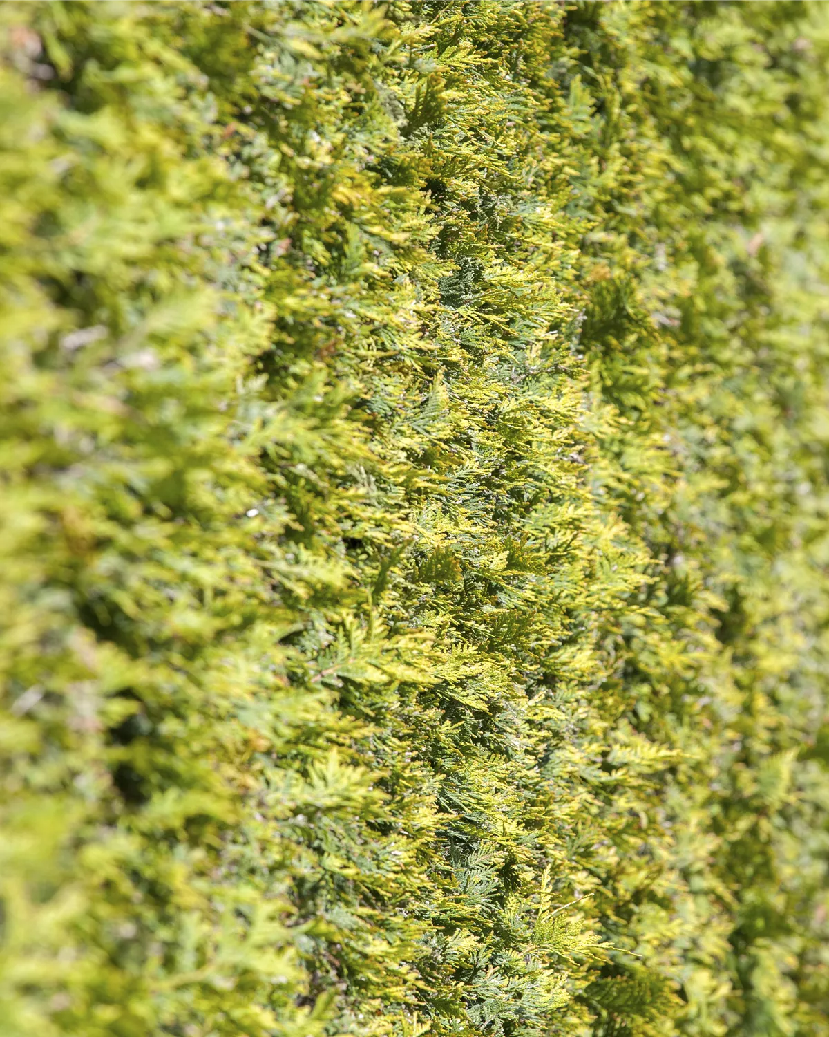 Thuja occidentalis, Abendländischer Lebensbaum Garten und Ambiente