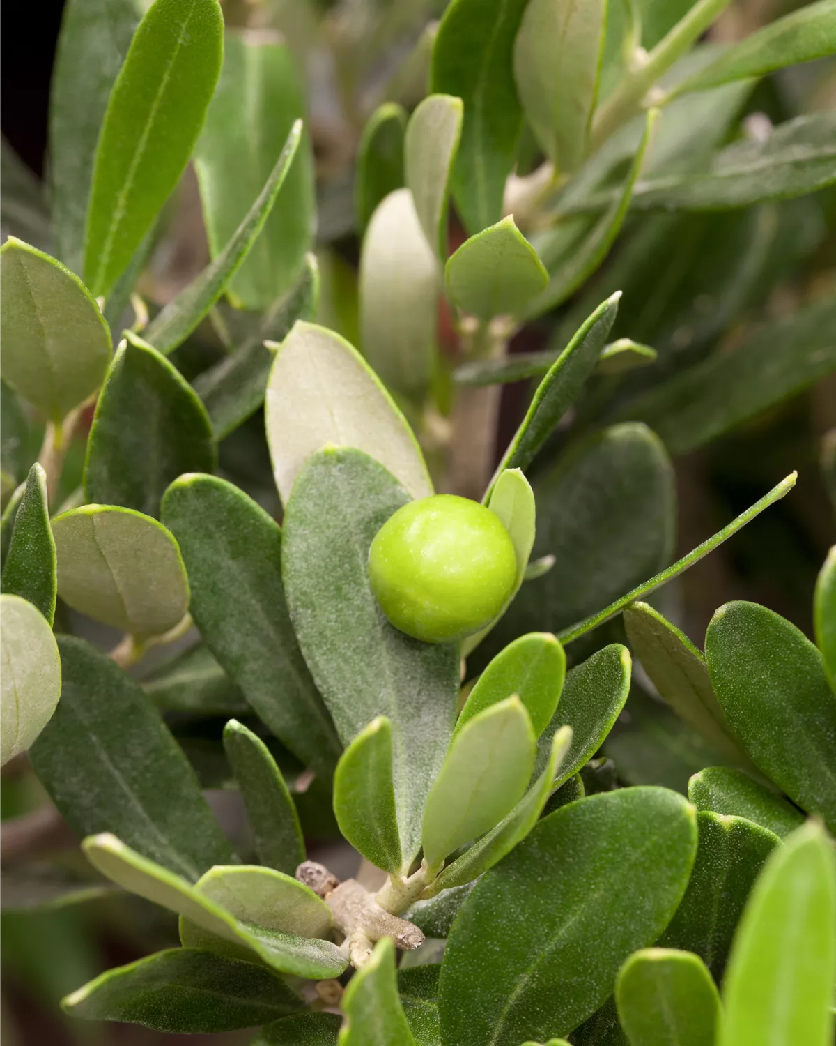 Olea europaea, Olivenbaum - Garten und Ambiente