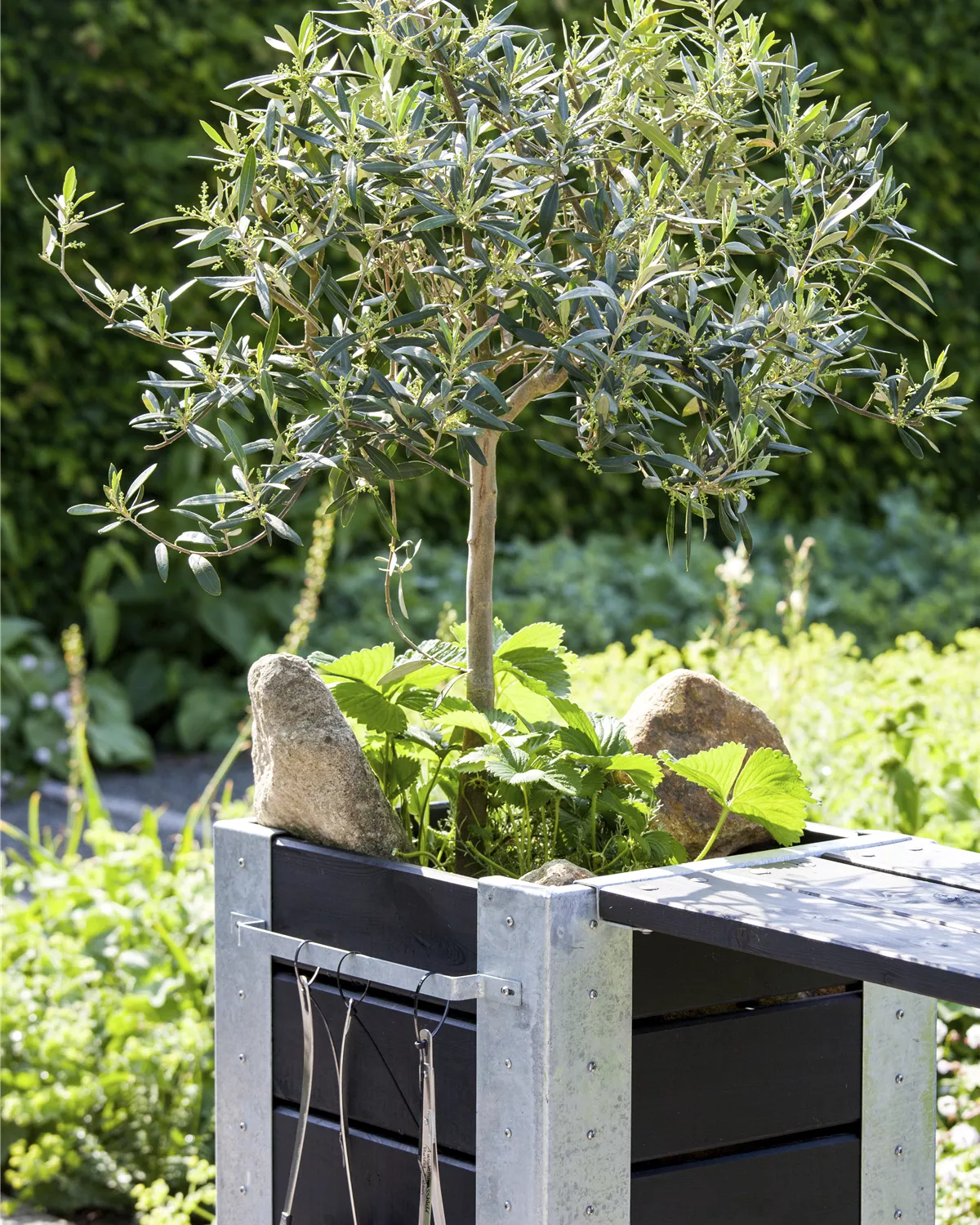 Olea europaea, Olivenbaum Garten und Ambiente