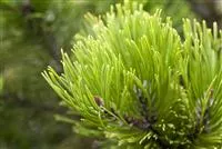 Pinus mugo, BergKiefer Garten und Ambiente