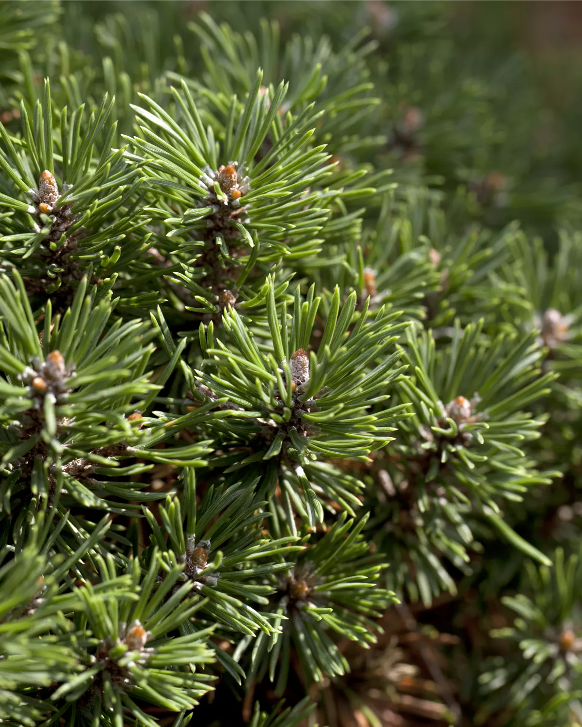Pinus mugo, BergKiefer Garten und Ambiente