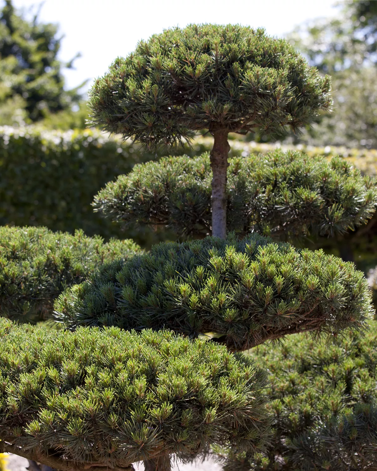 Pinus mugo, BergKiefer Garten und Ambiente