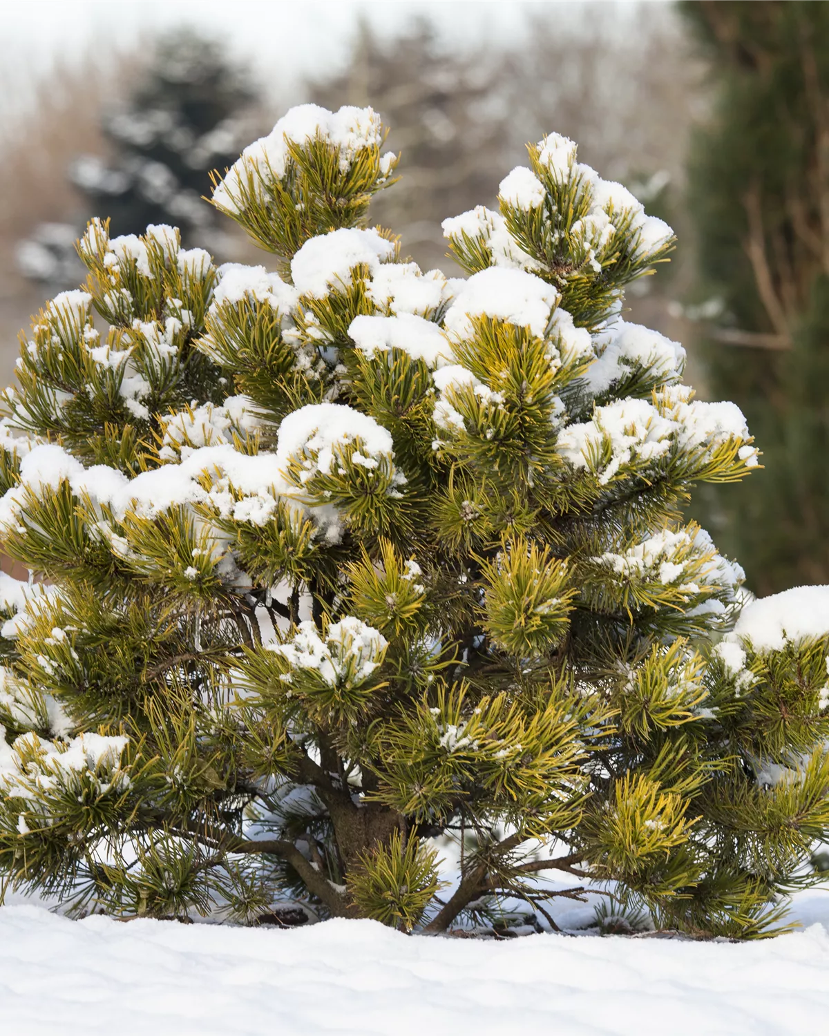 Pinus mugo, BergKiefer Garten und Ambiente
