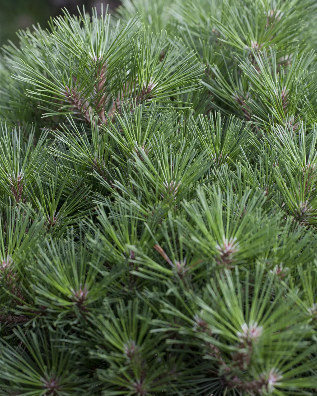 Pinus nigra, Schwarzkiefer Garten und Ambiente