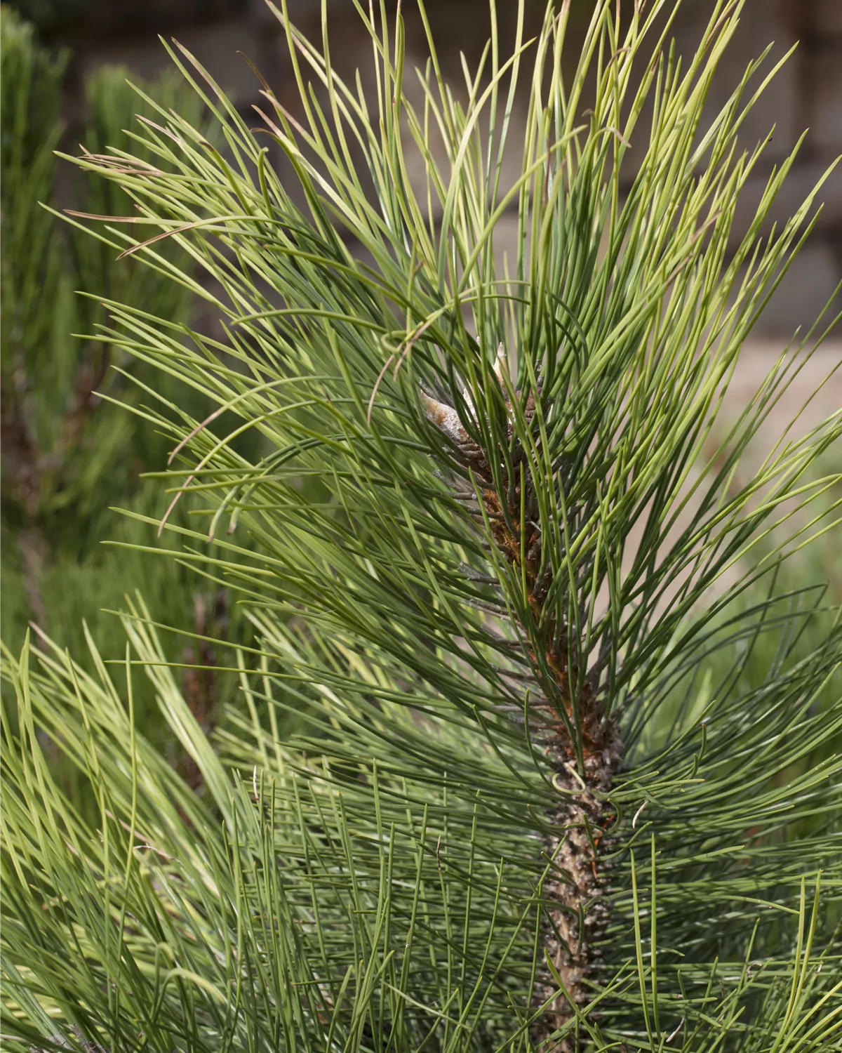 Pinus nigra, Schwarzkiefer Garten und Ambiente