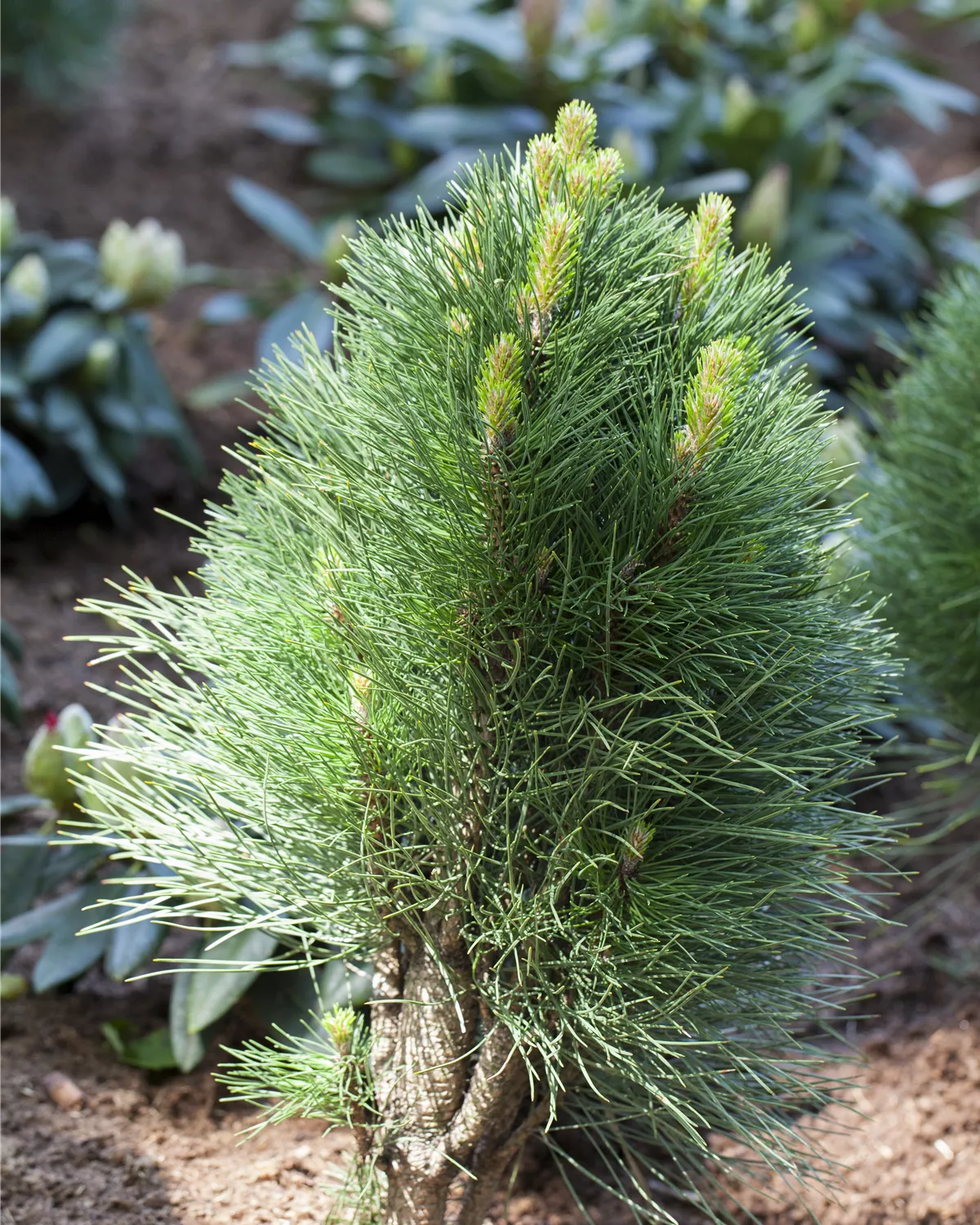 Pinus nigra, Schwarzkiefer Garten und Ambiente
