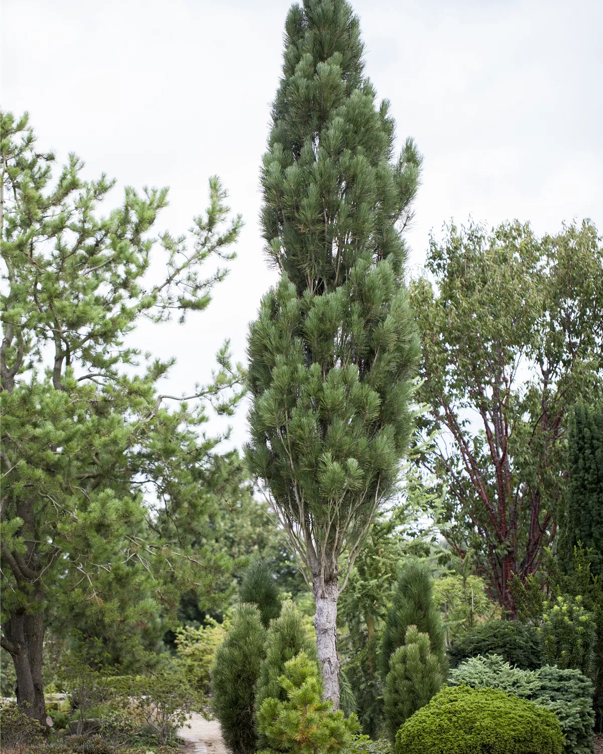 Pinus nigra, Schwarzkiefer Garten und Ambiente