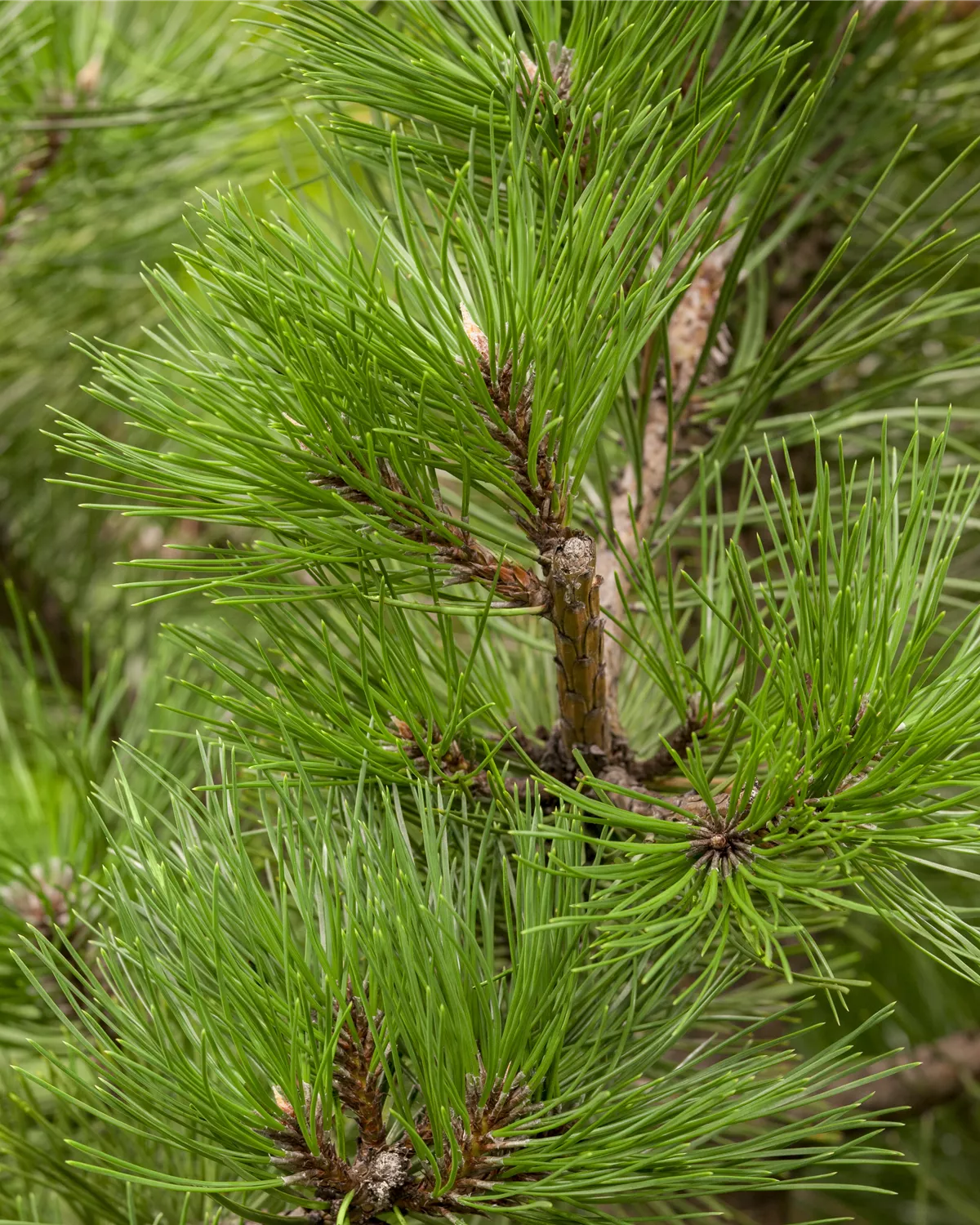 Pinus nigra, Schwarzkiefer Garten und Ambiente