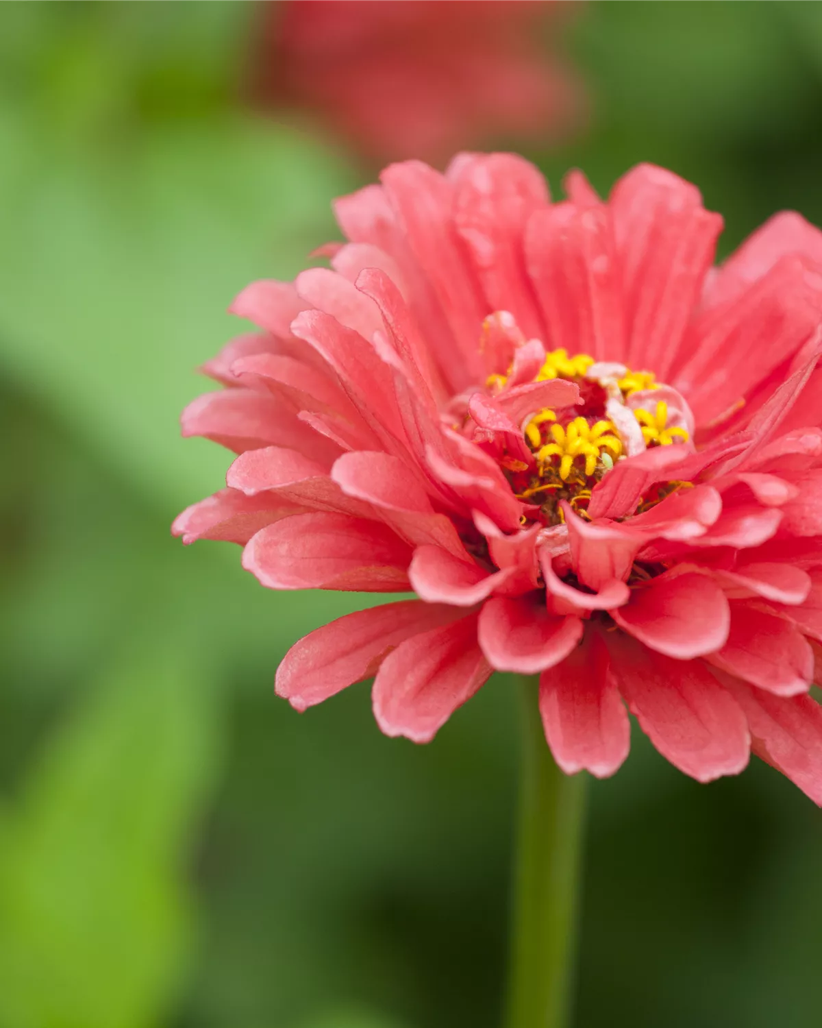 Zinnia elegans, GartenZinnie Garten und Ambiente