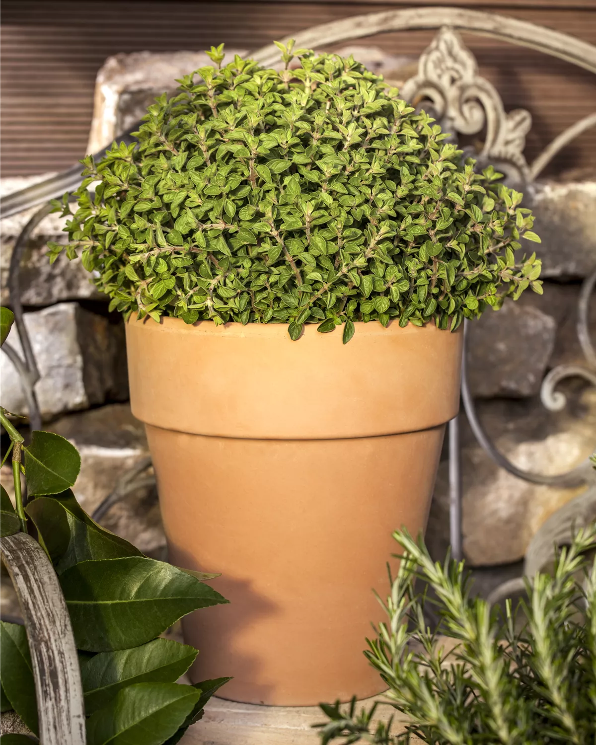 Origanum vulgare, Oregano Garten und Ambiente