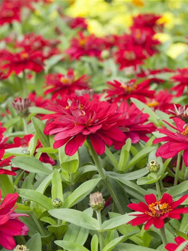 Zinnia elegans, GartenZinnie Garten und Ambiente