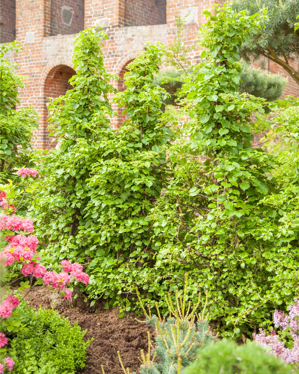 Hydrangea petiolaris, Kletterhortensie Garten und Ambiente