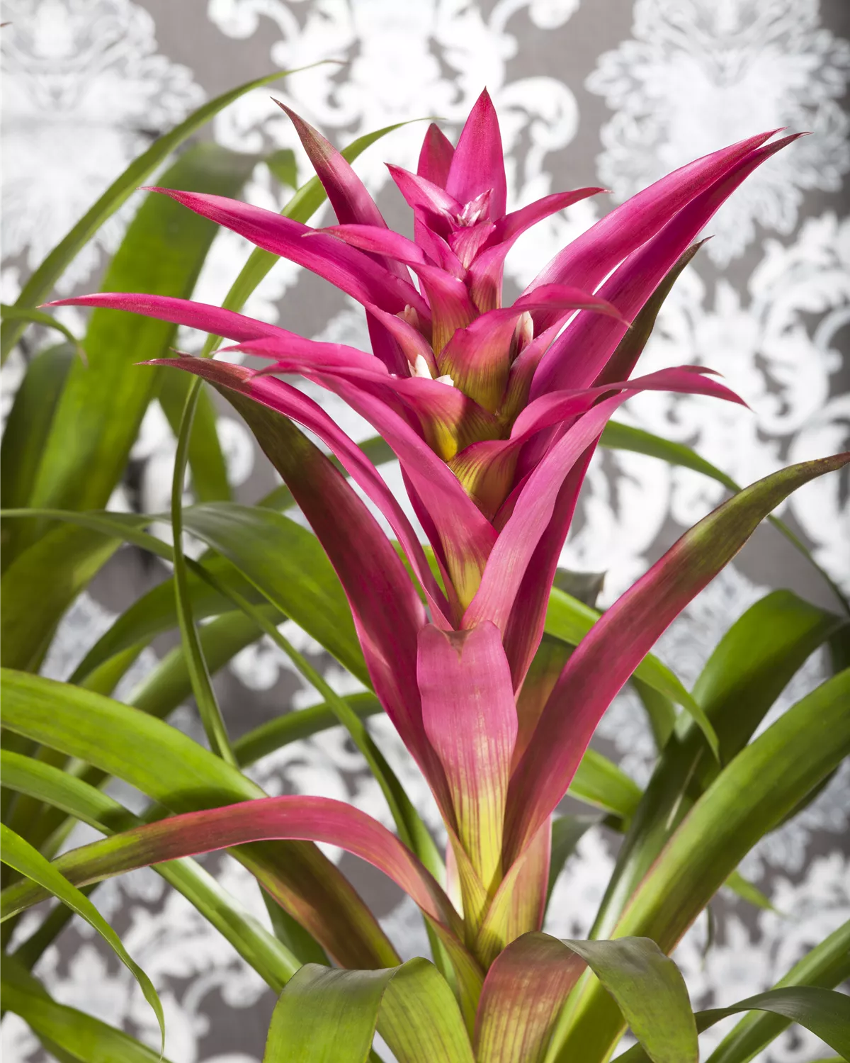 Guzmania, Guzmanie Garten und Ambiente