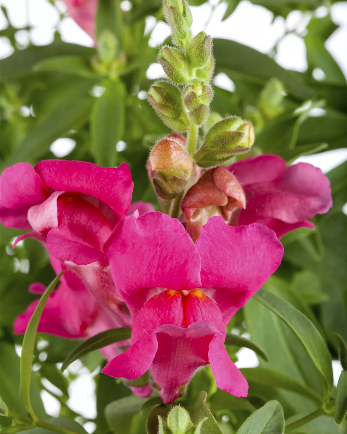 Antirrhinum majus, GartenLöwenmaul Garten und Ambiente