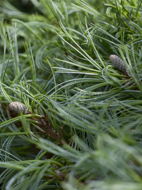 Pinus mugo, BergKiefer Garten und Ambiente