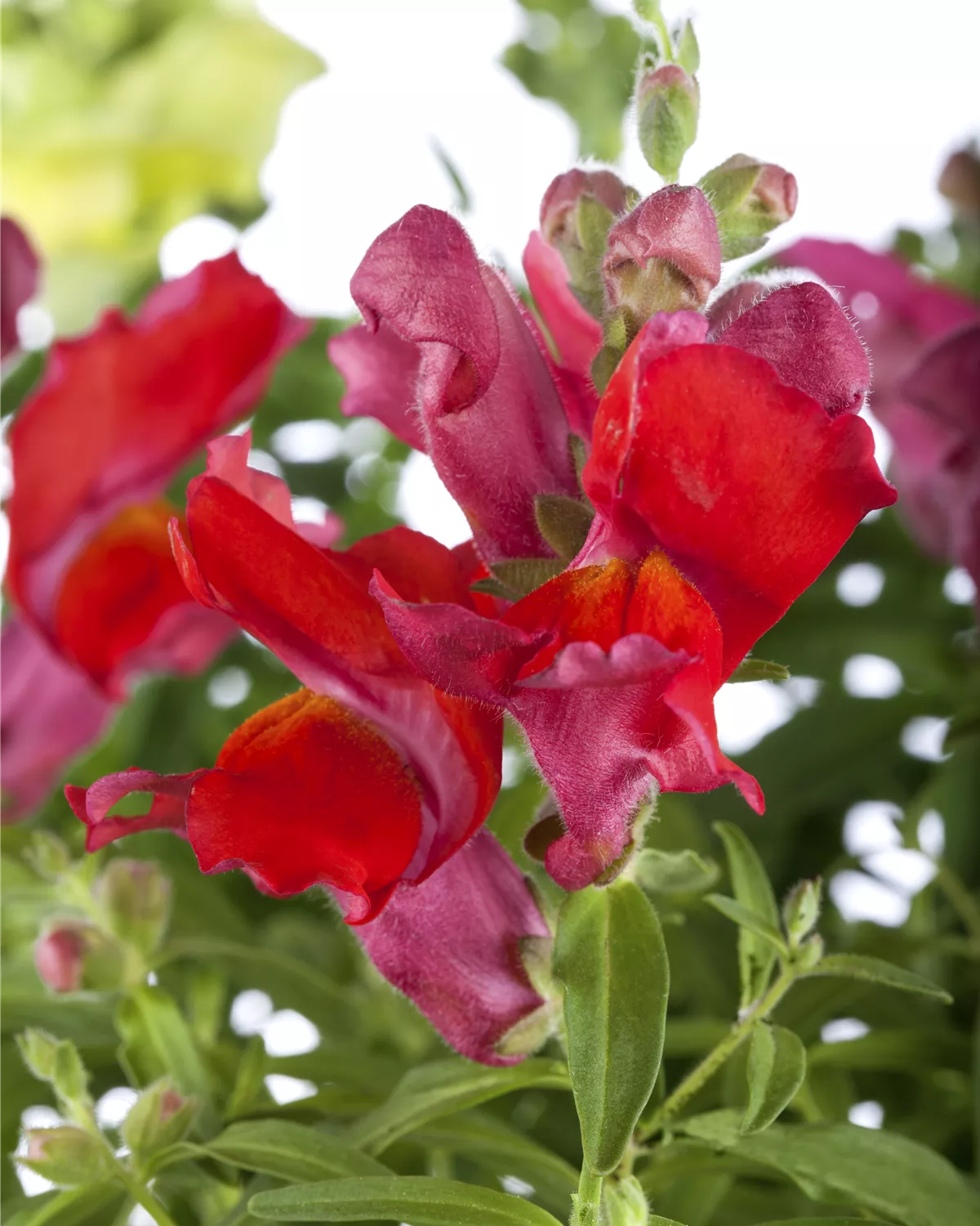 Antirrhinum majus, GartenLöwenmaul Garten und Ambiente
