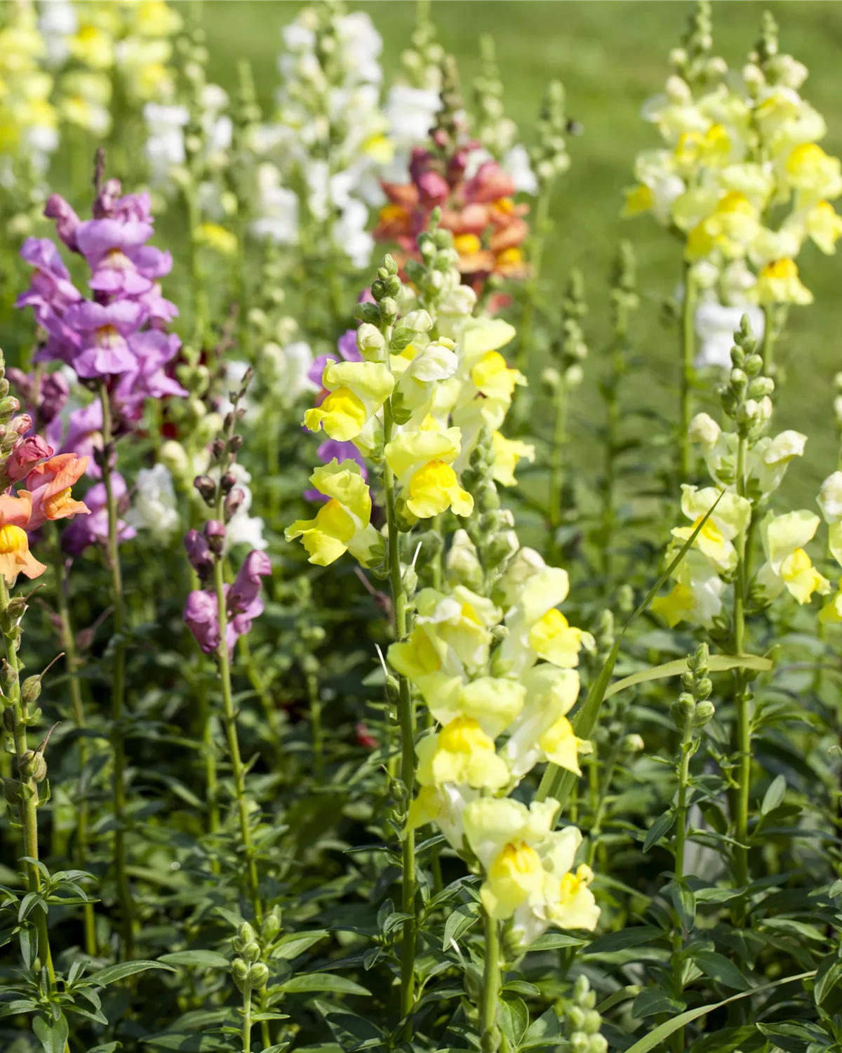 Antirrhinum majus, GartenLöwenmaul Garten und Ambiente