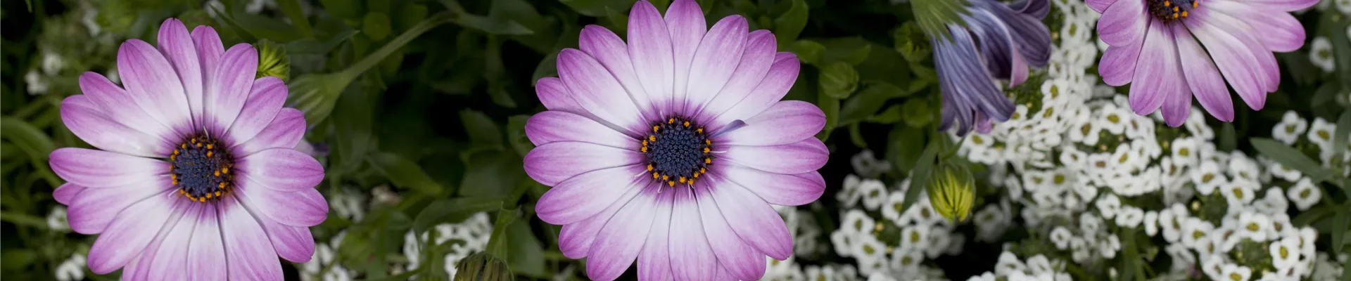 Exotenherz Kapkörbchen - Osteospermum Ecklonis 3 Pflanzen Set Gelb