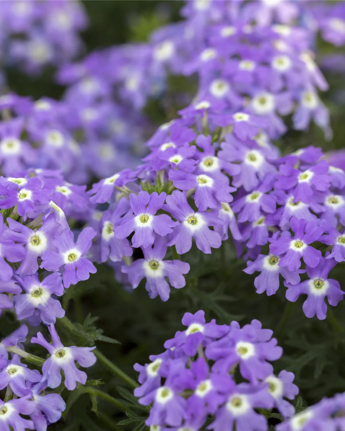 Verbena Hybride, VerbenaHybride Garten und Ambiente