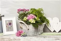 Minirose Garten und Ambiente